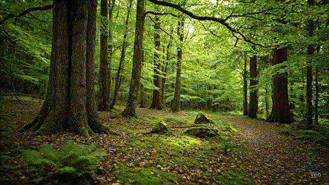 A standard AI video of a tranquil forest scene with flat, uninspired lighting.