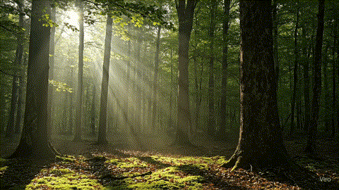 A beautiful AI video of a forest, enhanced with cinematic volumetric lighting as sunbeams pierce the canopy.